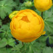 Trollius 'Orange Princess': Bild 1/1