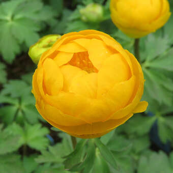 Trollius 'Orange Princess'