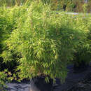 Fargesia murielae 'Bimbo' - Schirmbambus