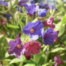 Pulmonaria rubra 'Redstart' - Lungenkraut
