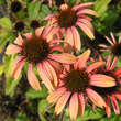 Echinacea purpurea 'Summer Sky': Bild 1/6