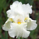 Iris germanica 'Cliffs of Dover' - Hohe Schwertlilie, Iris