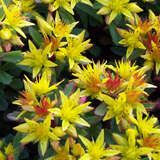 Sedum floriferum 'Weihenstephaner Gold' - Mauerpfeffer, Fetthenne