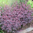 Sedum 'Xenox': Bild 3/4