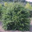 Berberis gagnepainii lanceifolia: Bild 1/4