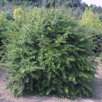 Berberis gagnepainii lanceifolia