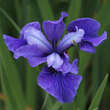 Iris sibirica 'Ruffled Velvet': Bild 2/3