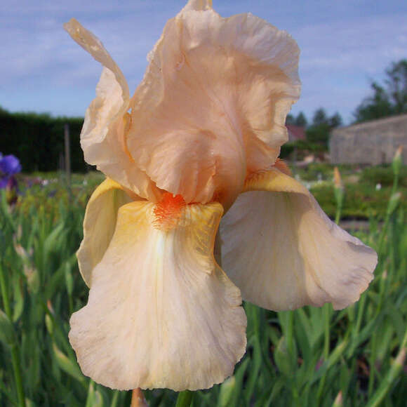 Iris germanica 'Constant Wattez': Bild 4/4 Iris germanica 'Constant Wattez': Bild 4/4