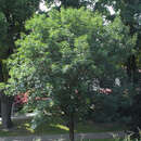 Fraxinus ornus - Blumenesche