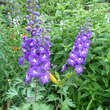 Delphinium cult. 'Purple Passion': Bild 2/2
