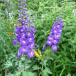 Delphinium cult. 'Purple Passion': Bild 1/2