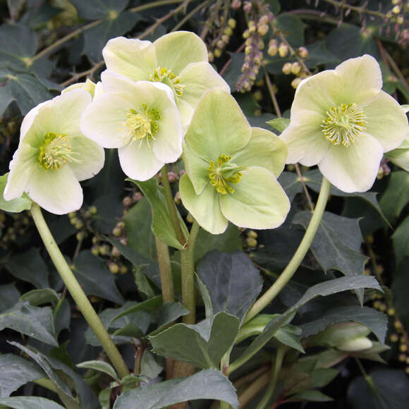 Helleborus niger: Bild 2/6 Helleborus niger: Bild 2/6