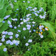 Linum narbonense: Bild 2/2