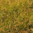 Carex testacea: Bild 3/3