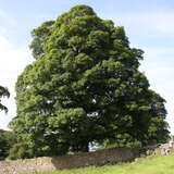 Acer pseudoplatanus - Bergahorn