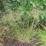 Deschampsia caespitosa 'Palava' - Kleine Waldschmiele