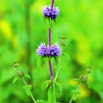 Mentha spicata