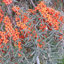 Hippophae rhamnoides 'Leikora' - Frucht-Sanddorn