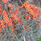 Hippophae rhamnoides 'Leikora' - Frucht-Sanddorn