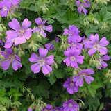 Geranium gracile 'Sirak' - Storchschnabel