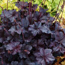 Heuchera 'Obsidian' - Purpurglöckchen