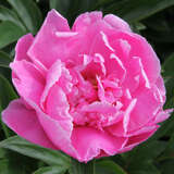 Paeonia lactiflora 'Alexander Fleming' - Pfingstrose