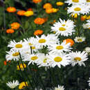 Leucanthemum superbum 'Polaris' - Sommermargerite