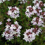 Thymus vulgaris - Thymian