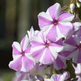 Phlox maculata 'Natascha' - Wiesenphlox