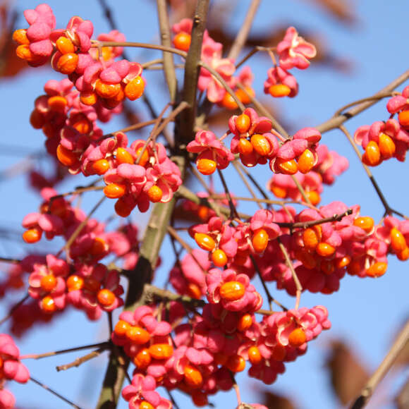 Euonymus europaeus: Bild 1/4