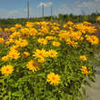 Heliopsis helianth. 'Lehnhof': Bild 4/4