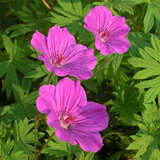 Geranium 'Tiny Monster' - Storchschnabel