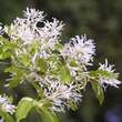 Chionanthus retusus: Bild 1/12
