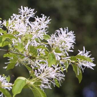 Chionanthus retusus