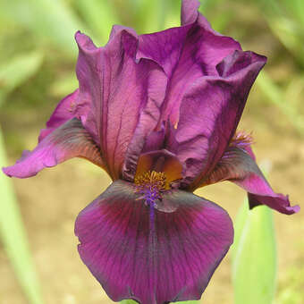 Iris media 'Vamp'
