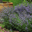 Salvia lavandulifolia: Bild 5/5