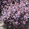 Sedum 'Xenox': Bild 4/4