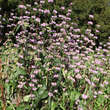 Phlomis cashmeriana: Bild 1/1