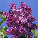 Syringa vulgaris 'Katherine Havemeyer' - Edelflieder - gefülltblühend