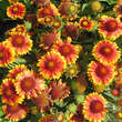 Gaillardia 'Arizona Sun': Bild 3/9