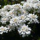 Iberis sempervirens 'Fischbeck - Schleifenblume, Schneekissen