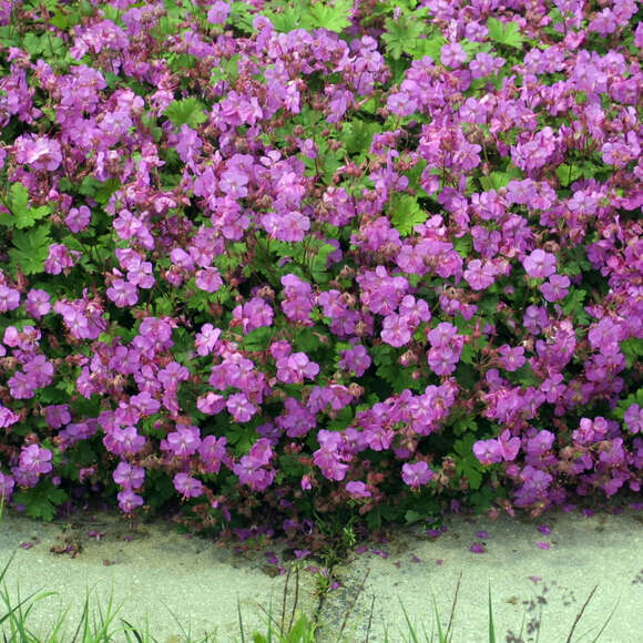 Geranium cantabrigiense 'Karmina': Bild 5/9