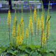 Ligularia stenocephala 'The Rocket': Bild 2/3