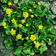 Caltha palustris 'Plena': Bild 4/4