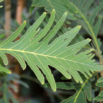 Quercus dentata 'Pinnatifida'