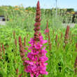 Lythrum salicaria 'Robert': Bild 1/2