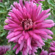 Chrysanthemum indicum 'Feuerzauber': Bild 1/1