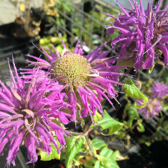 Monarda 'Blaustrumpf'