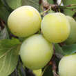 Prunus dom. 'Große grüne Ringlotte': Bild 1/2