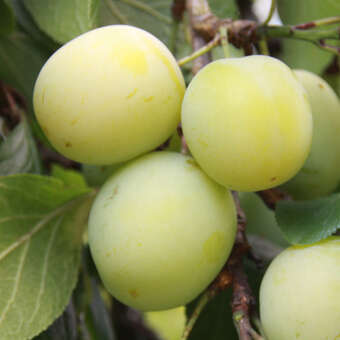 Prunus dom. 'Große grüne Ringlotte'